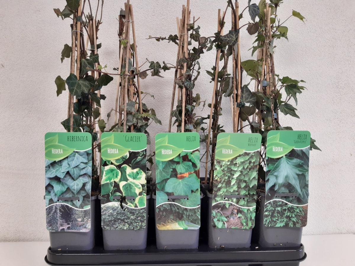 Hedera helix 14cm Pot