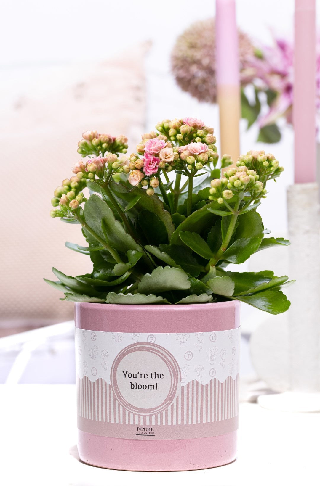 Kalanchoe Rosalina Don Alano 27cm 12cm Pot