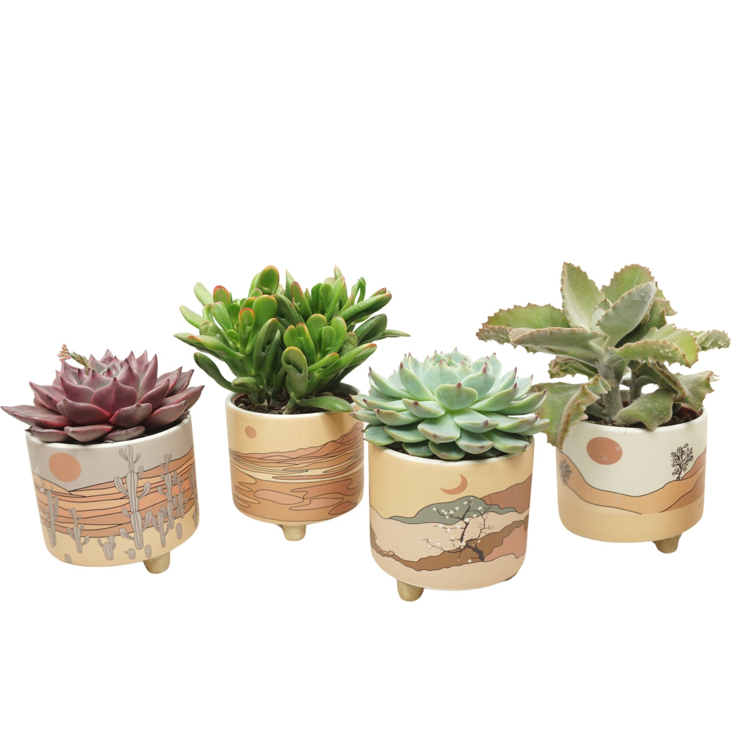 Succulent mix 20cm 10.5cm Pot