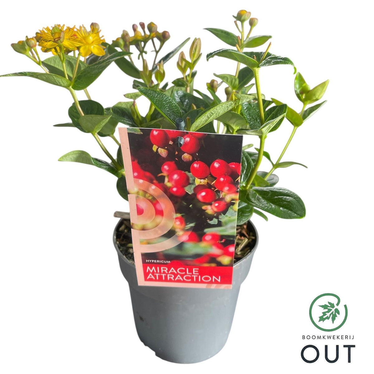 Hypericum Miracle Attraction 40cm 13cm Pot