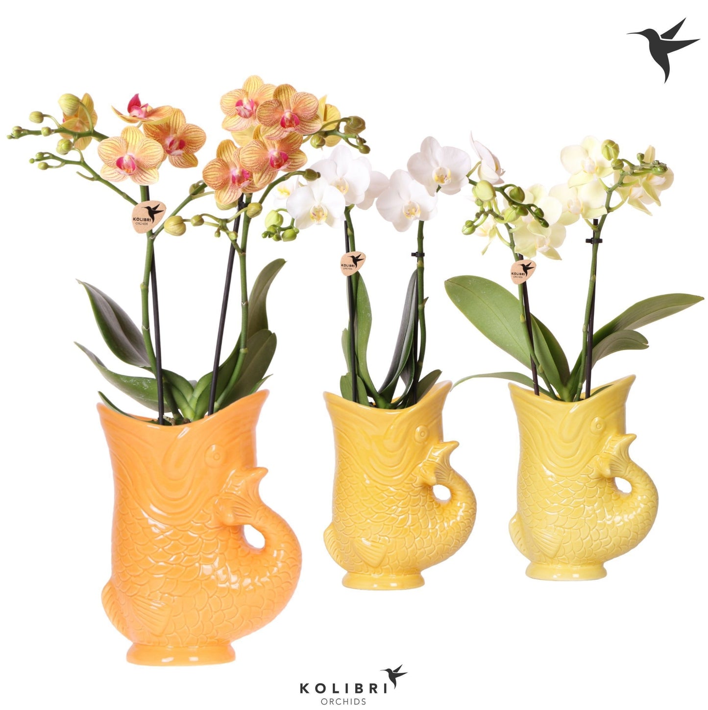 Phalaenopsis mix 40cm 9cm Pot