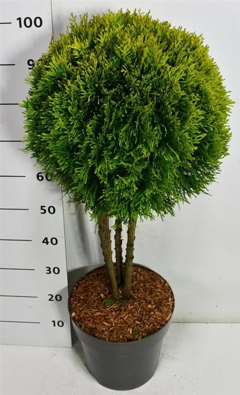 Thuja occidentalis 100cm 32cm Pot