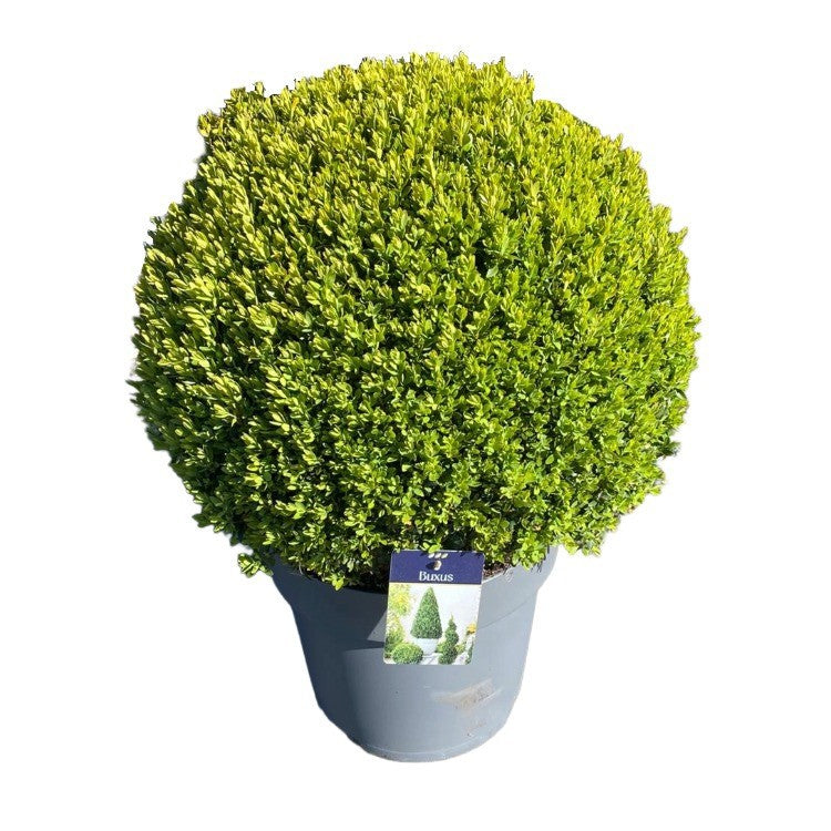 Buxus sempervirens ball 70cm 35cm Pot