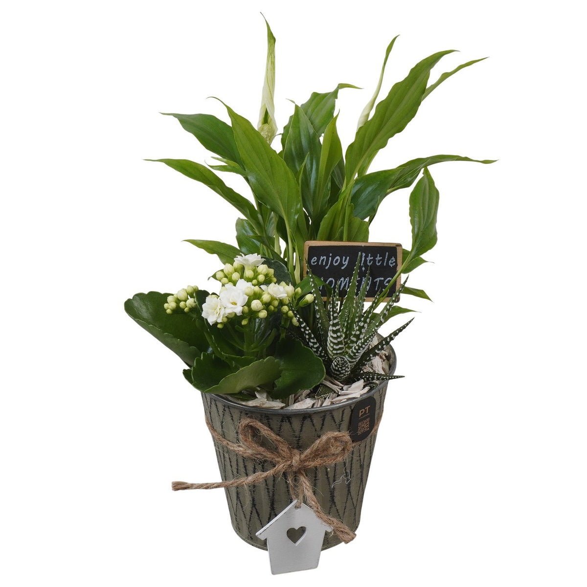 Indoor arrangement 31cm 12cm Pot