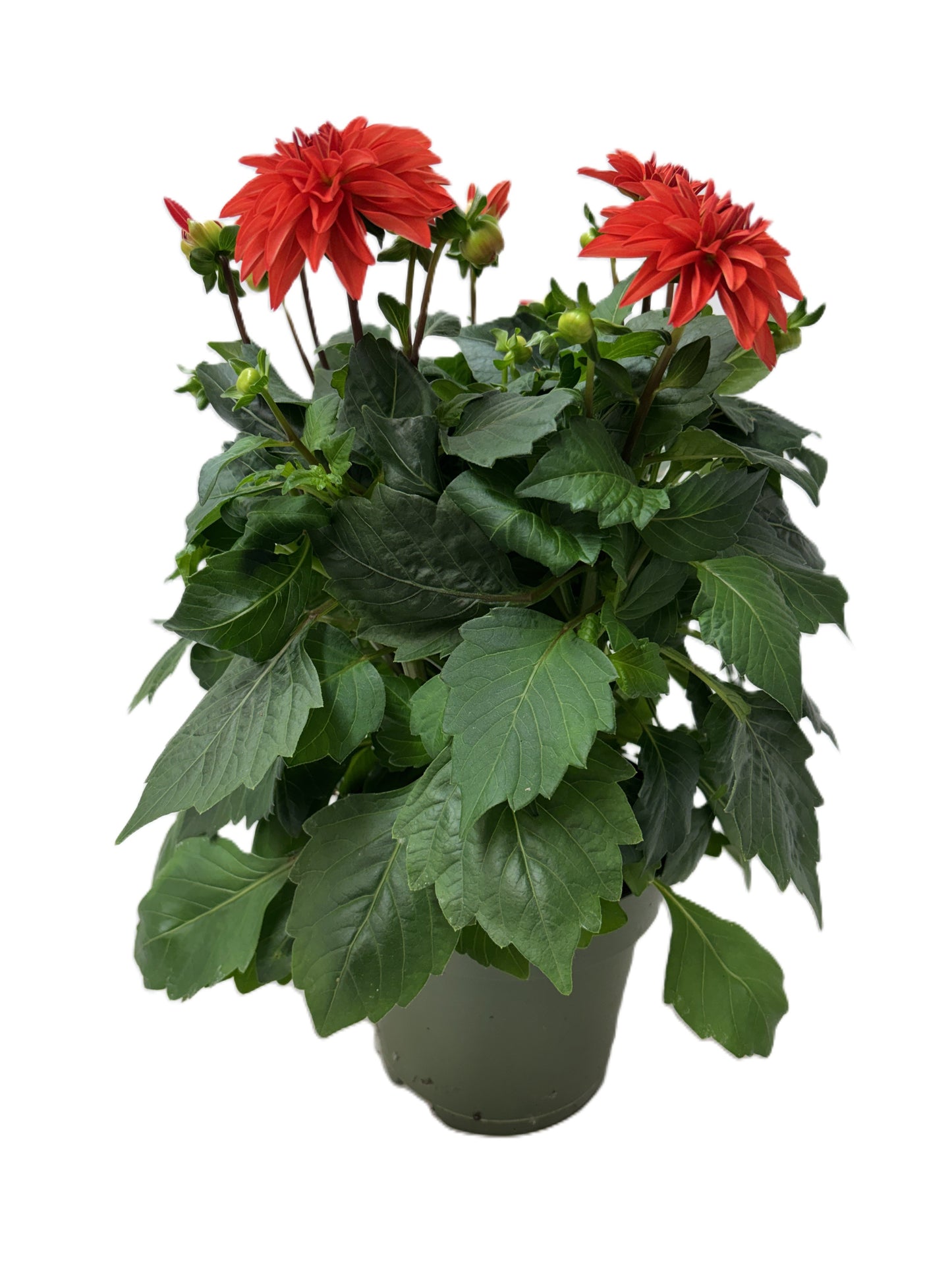 Dahlia Hypnotica Orange 30cm 17cm Pot