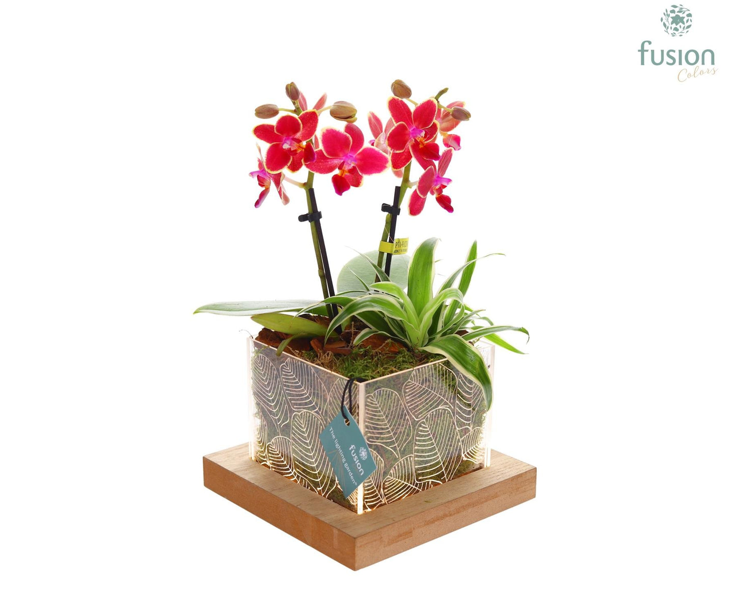 Fusioncolors BV Acryl bakje LED met Arrangement Phalaenopsis en Chlorophytum 2pp Pack of 6