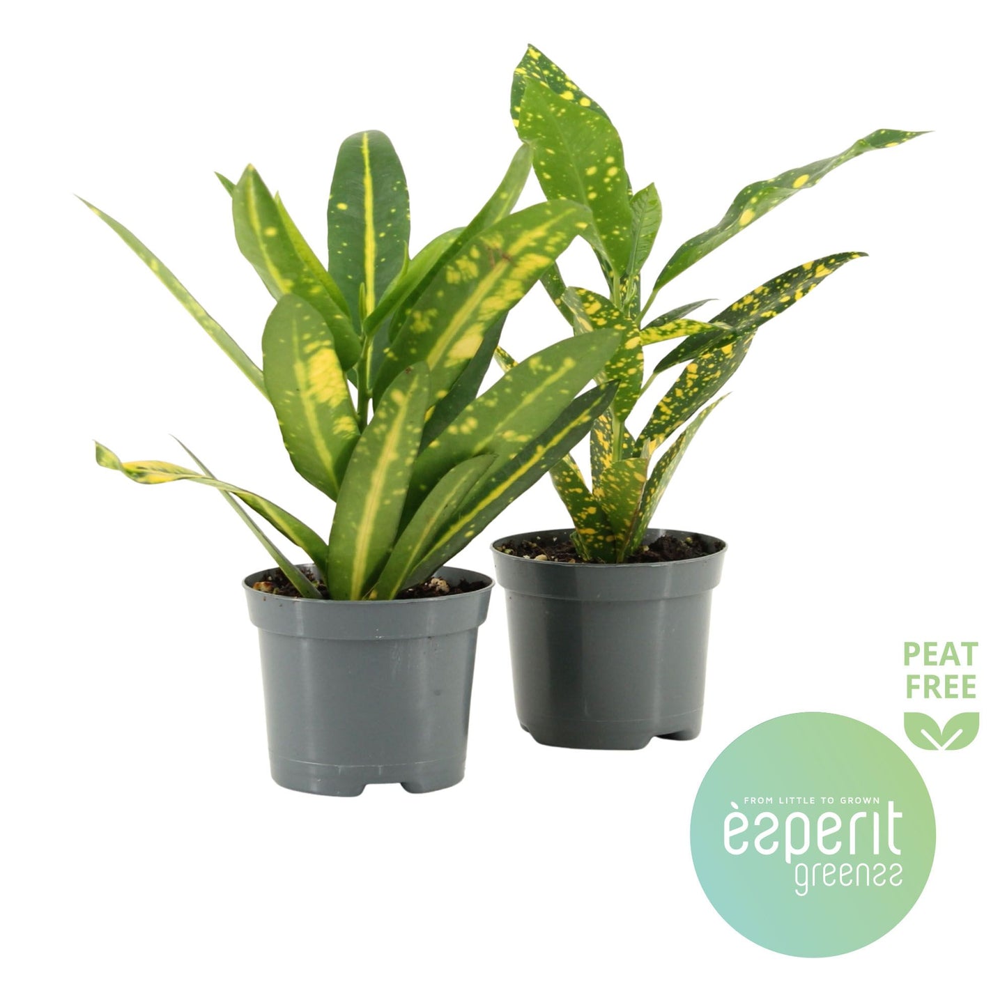 Esperit Plants Codiaeum mix Pack of 21
