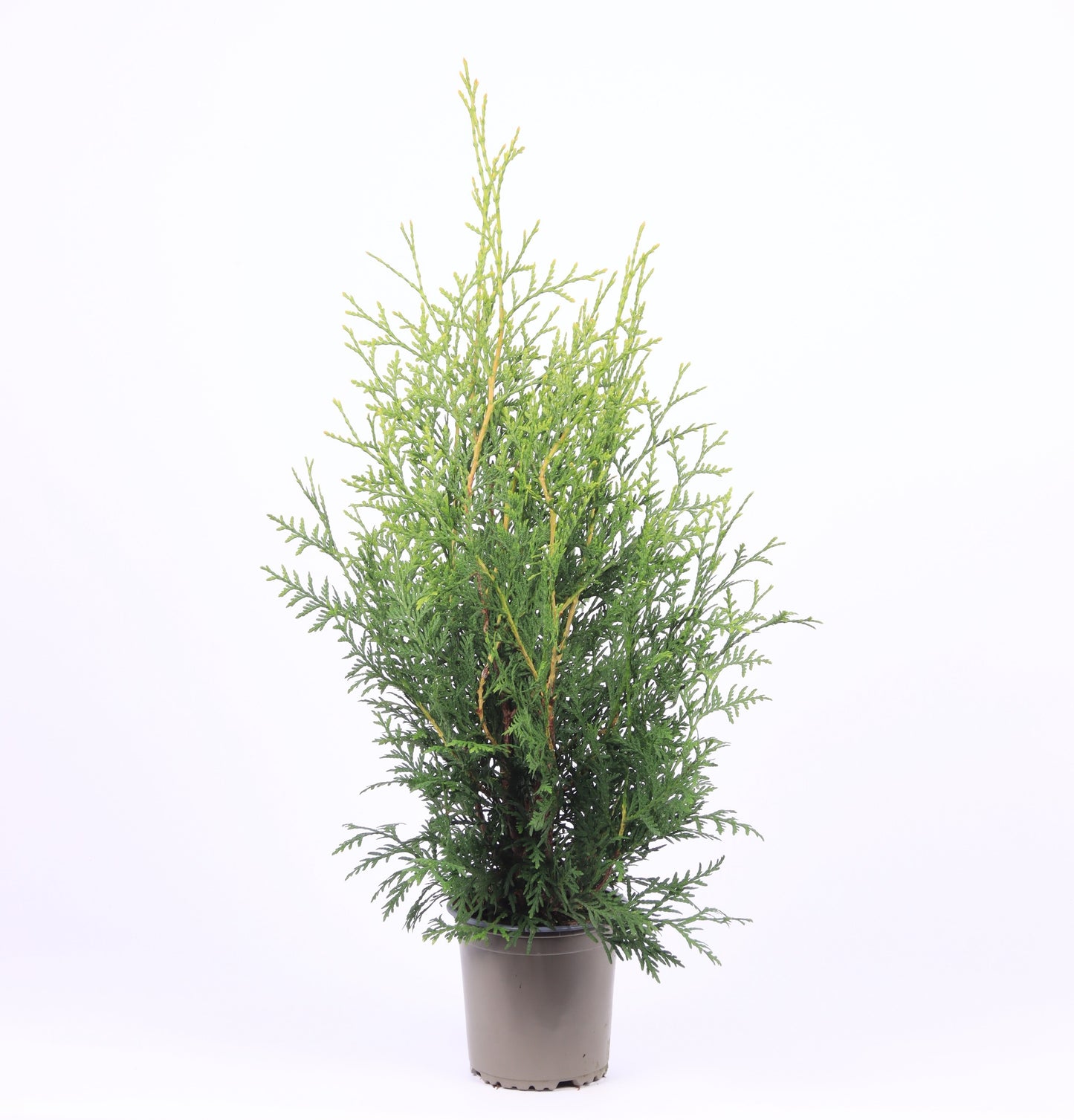 Thuja occidentalis Brabant 50cm 13cm Pot