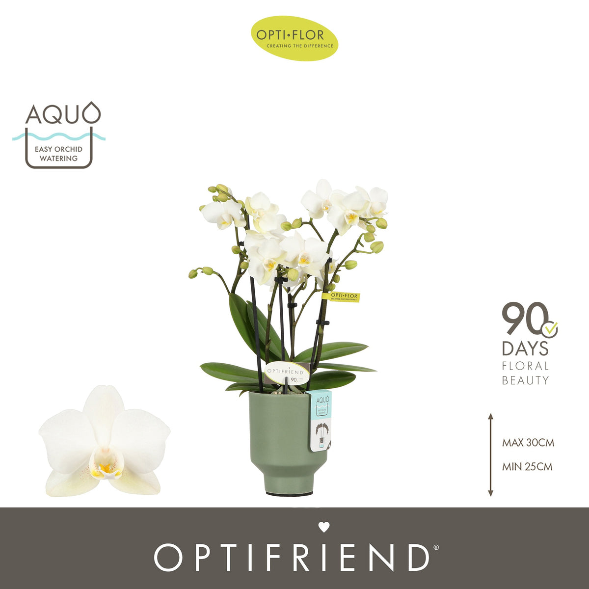 Phalaenopsis multiflora white 25cm 7cm Pot