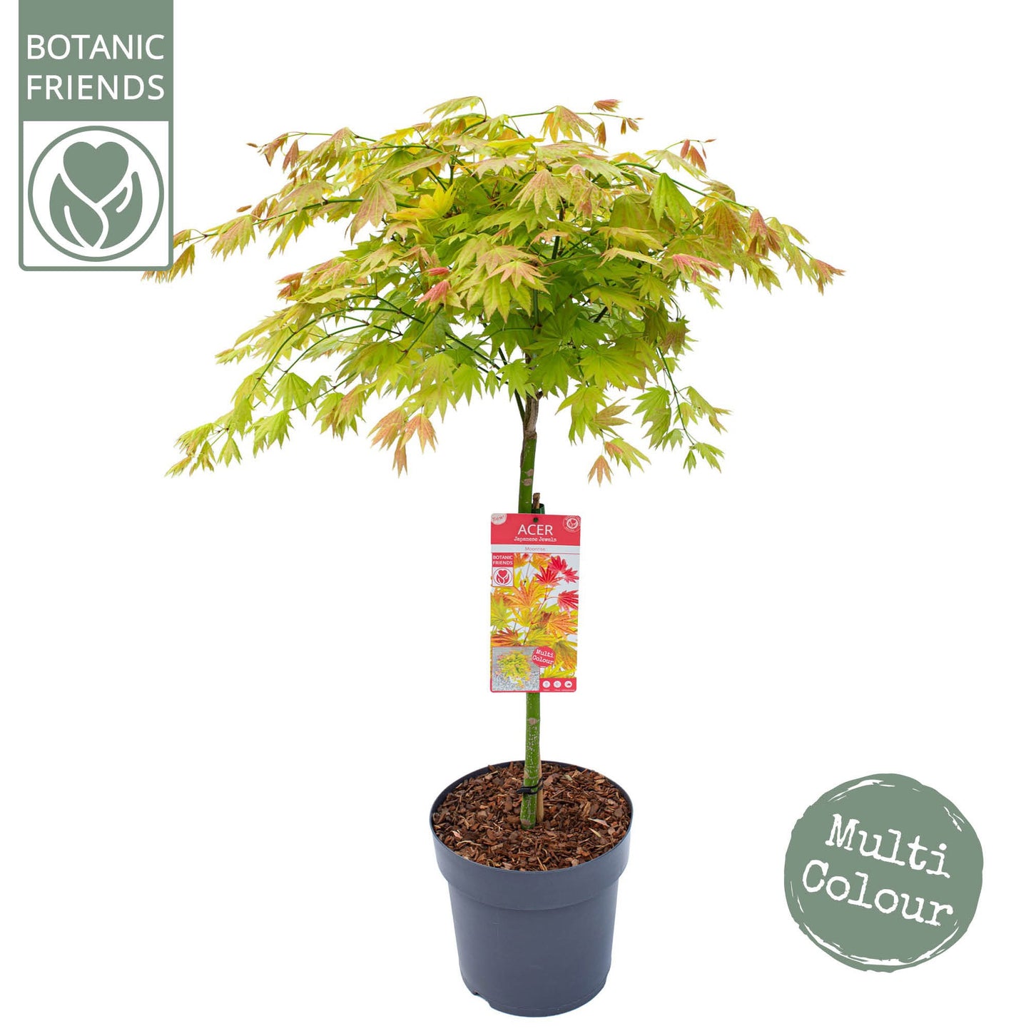 Acer shirasawanum 120cm 30cm Pot