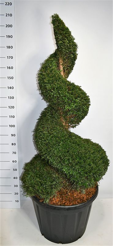 Taxus baccata 220cm 80cm Pot