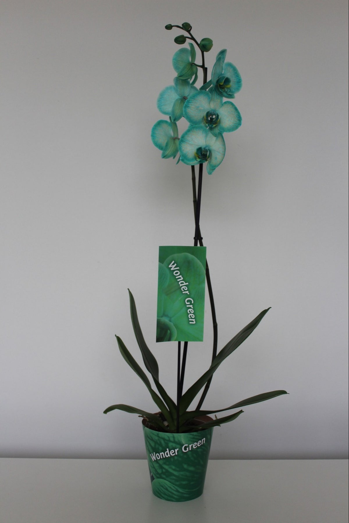 Phalaenopsis Hybrid 70cm 12cm Pot