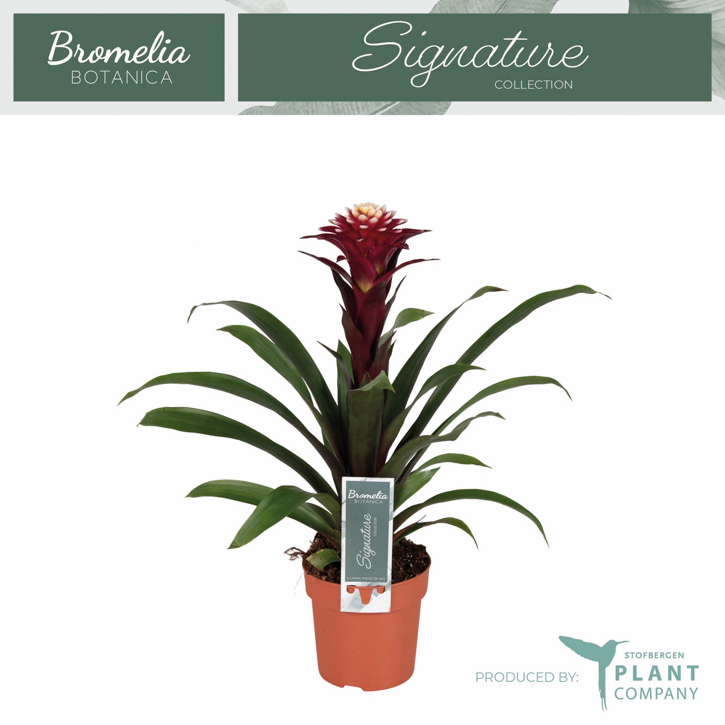 Guzmania Francesca 45cm 12cm Pot