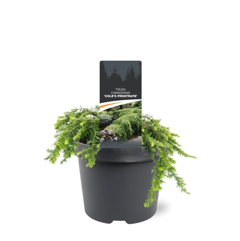 Bremmer Boomkwekerijen Tsuga canadensis Pack of 1