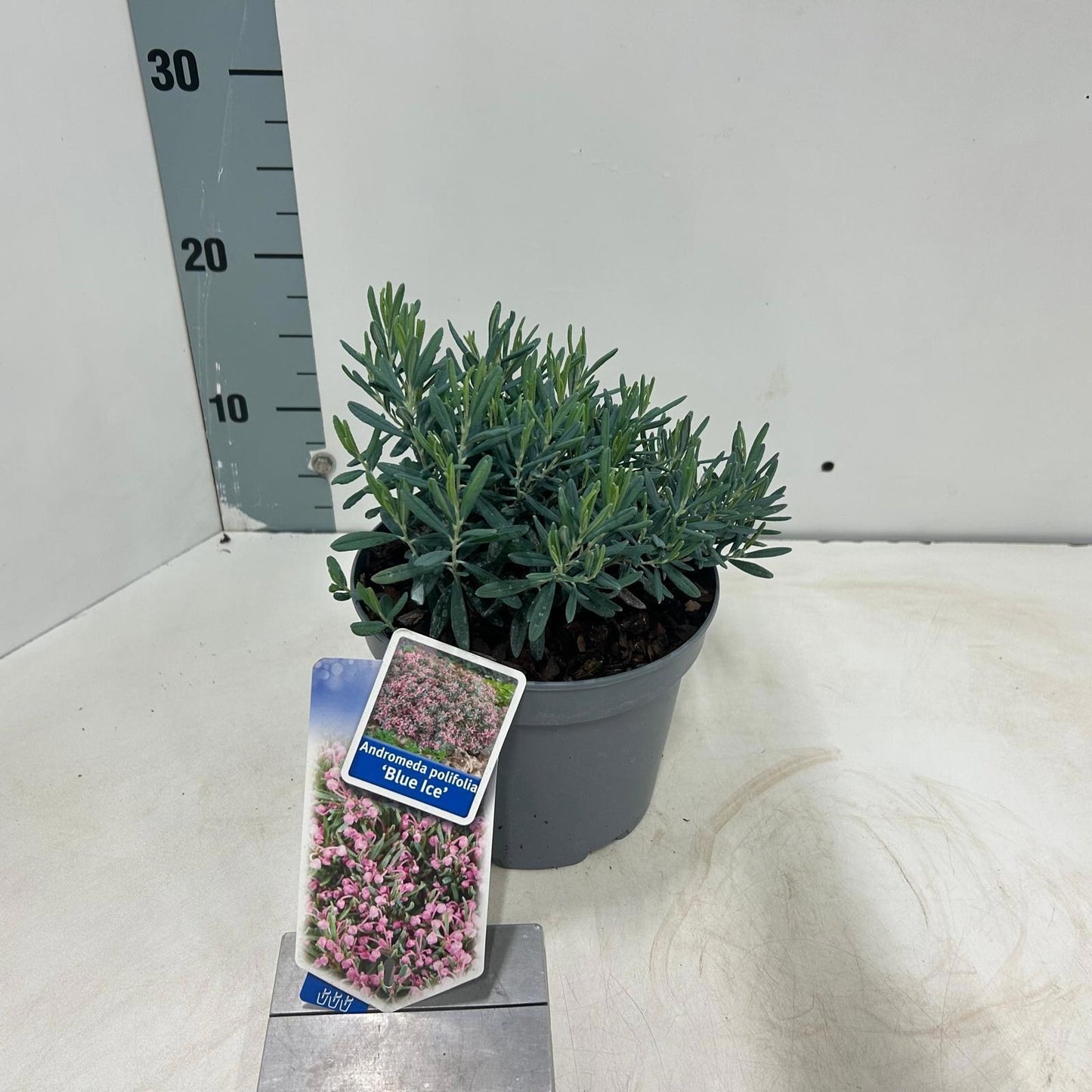 Andromeda Blue Ice 20cm 17cm Pot