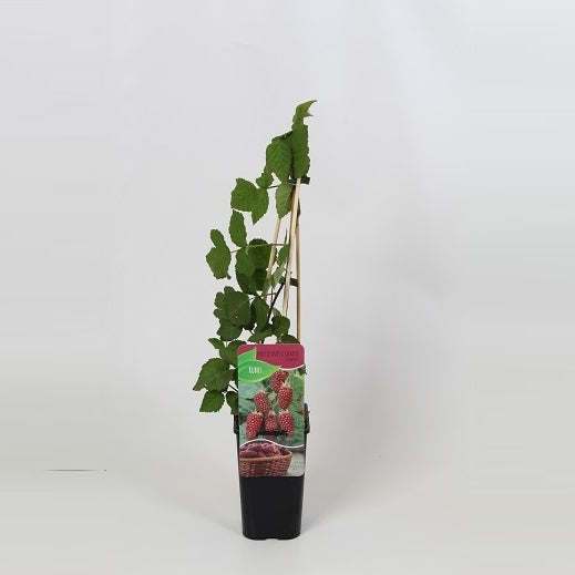 Rubus Tayberry (Raspberry x Blackberry hybrid) 60cm 14cm Pot