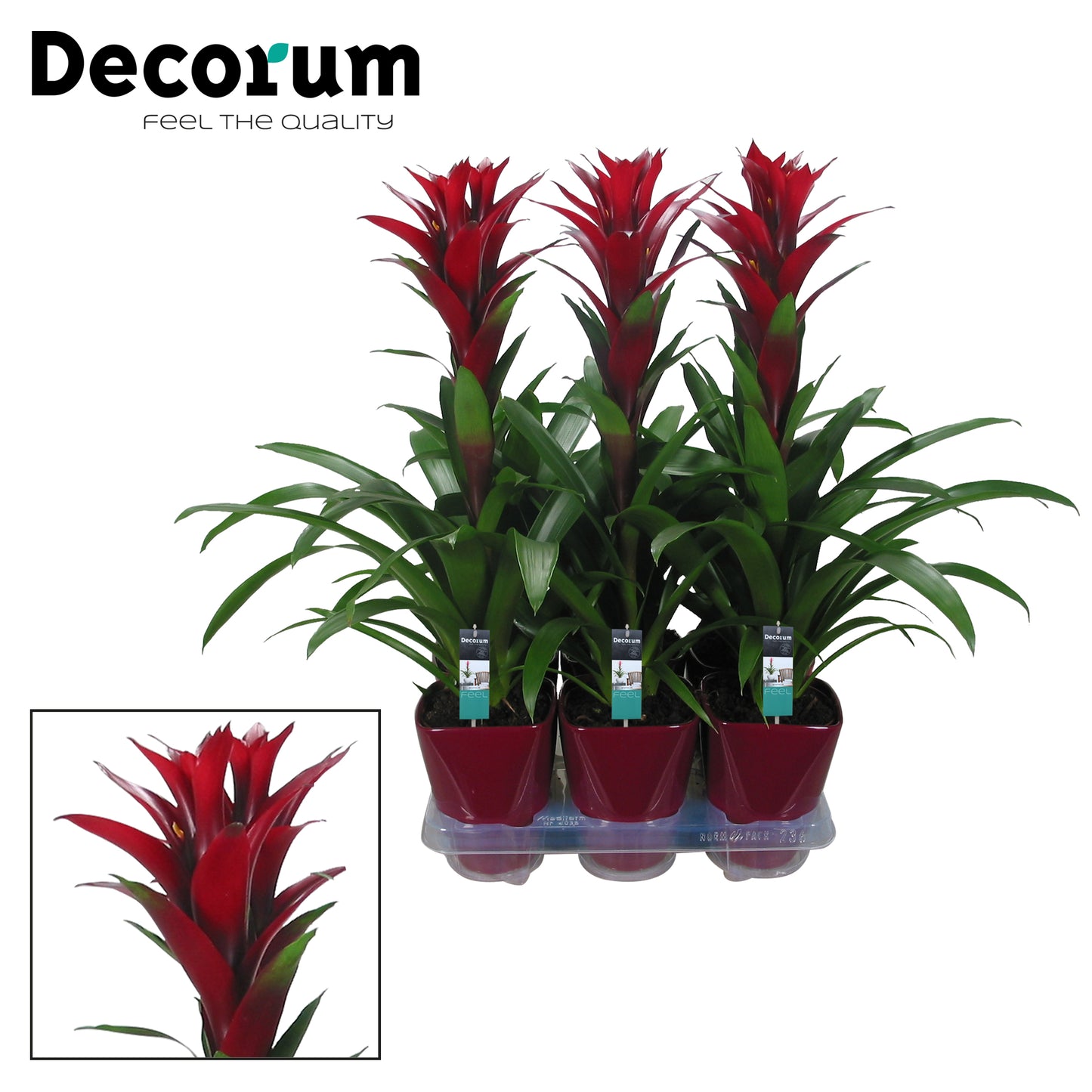 JungleStar BV Guzmania Switch Pack of 6
