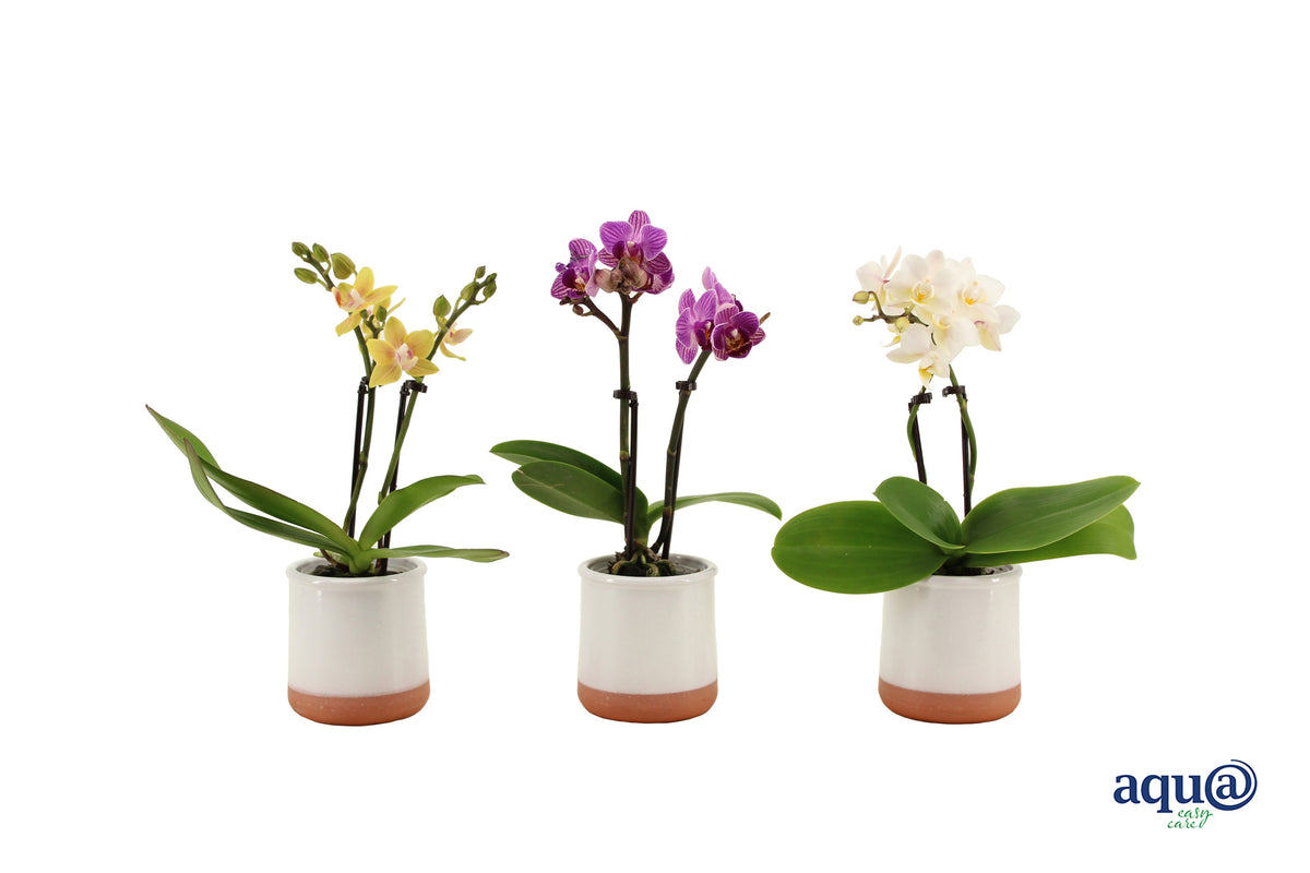 Phalaenopsis hybrid 17cm 6cm Pot