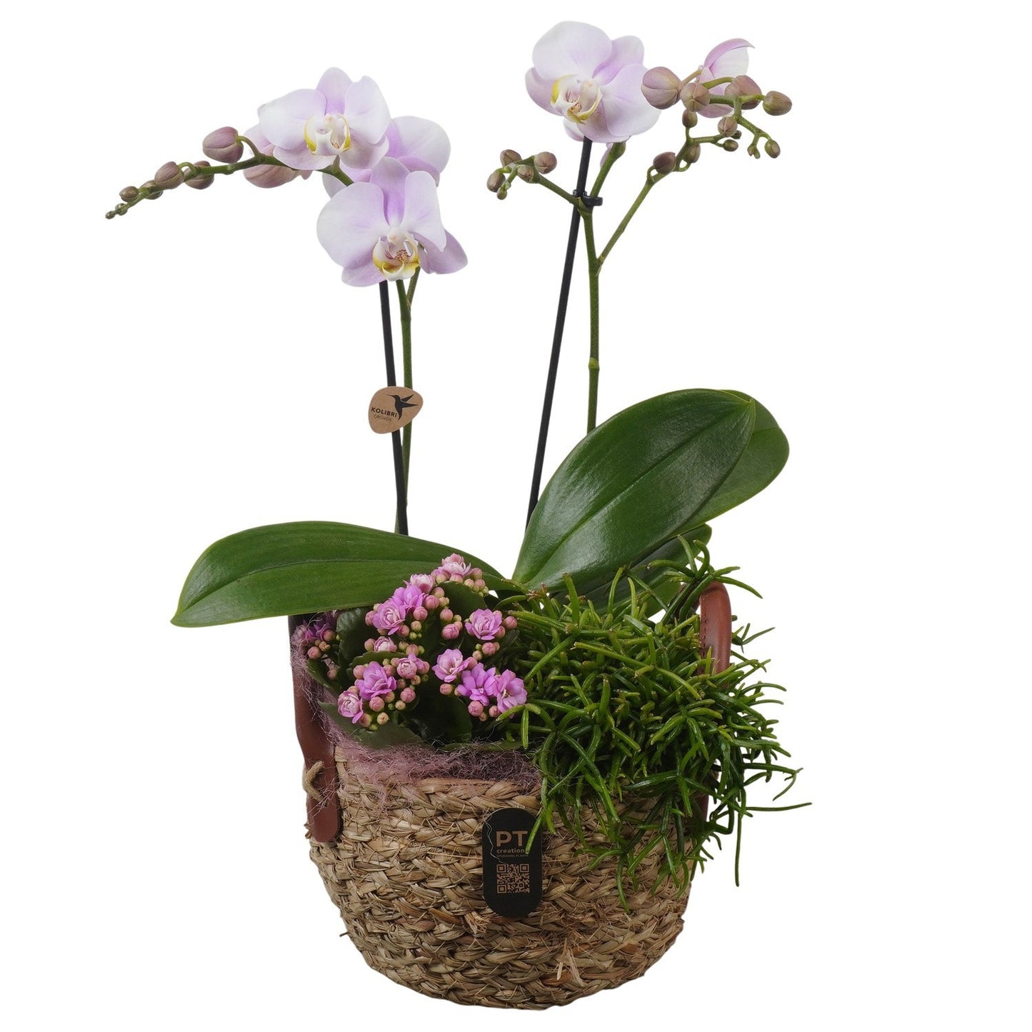 Indoor arrangement 45cm 17cm Pot