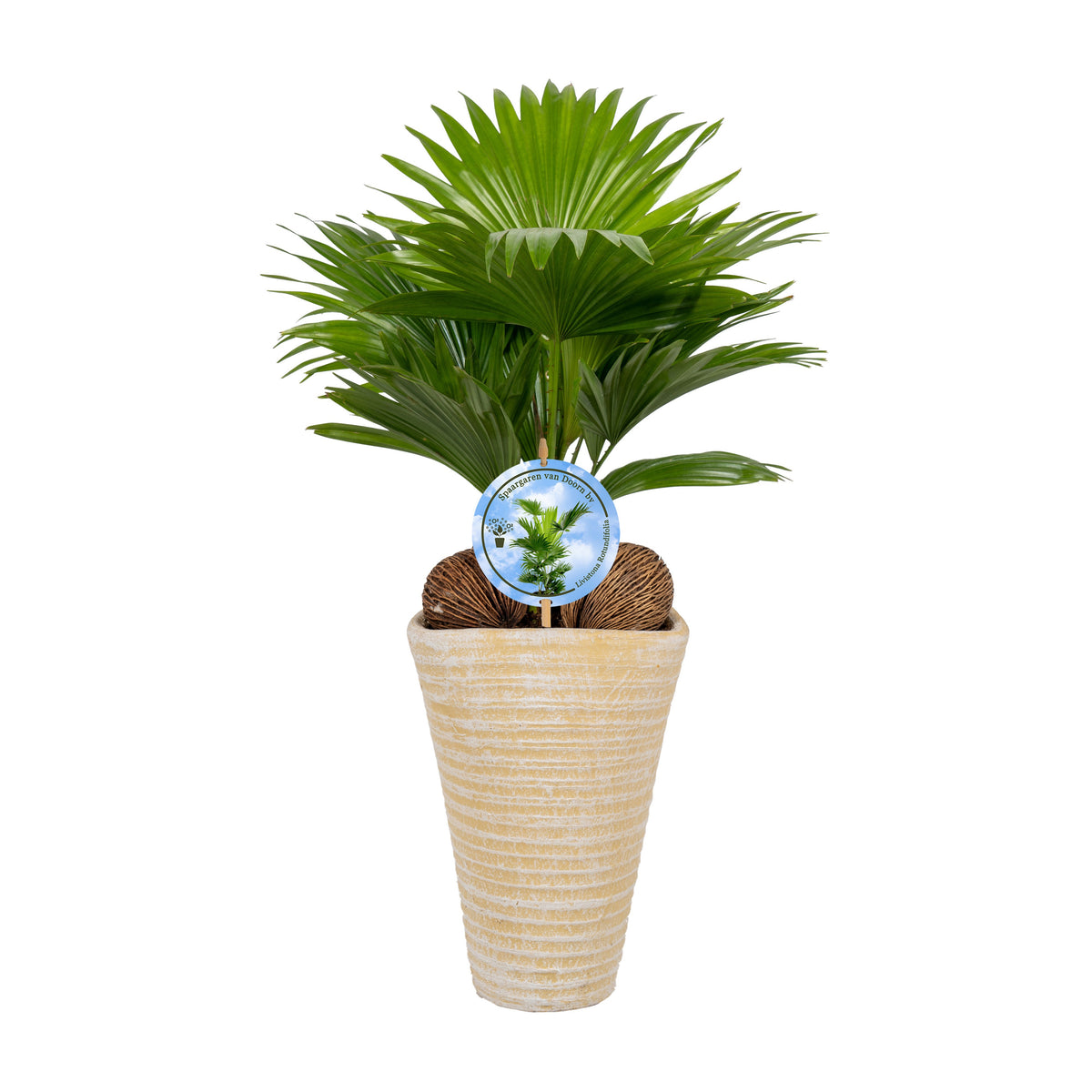 Livistona rotundifolia 45cm 16cm Pot