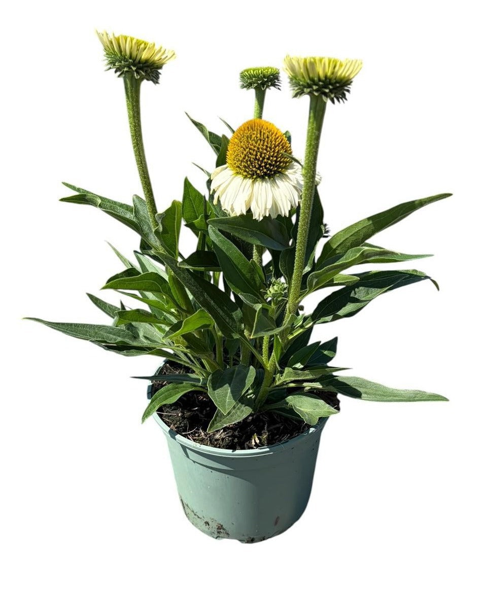 Echinacea SunSeekers White Perfection 45cm 17cm Pot