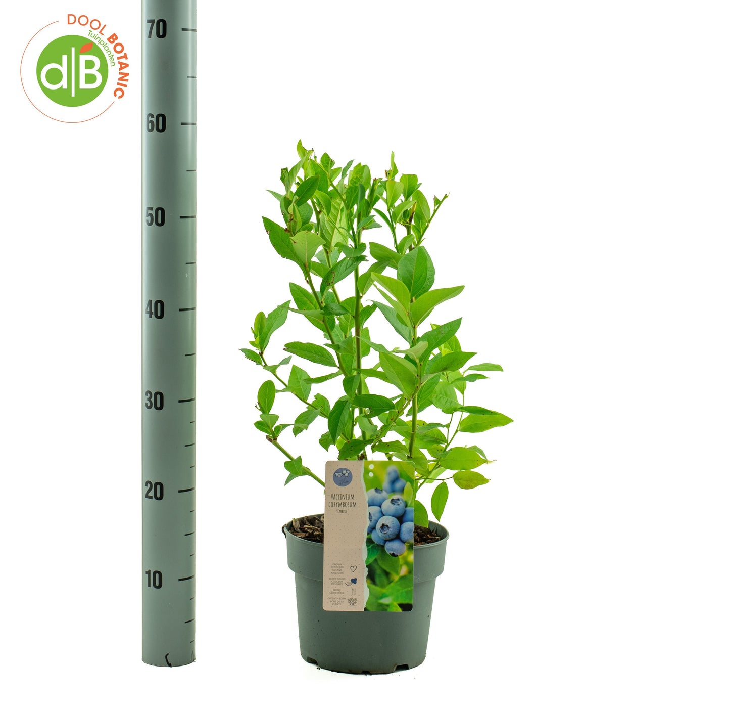 Vaccinium Emblue 40cm 19cm Pot