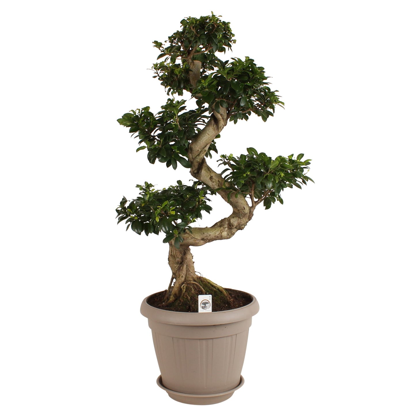 Ficus Ginseng 70cm 25cm Pot