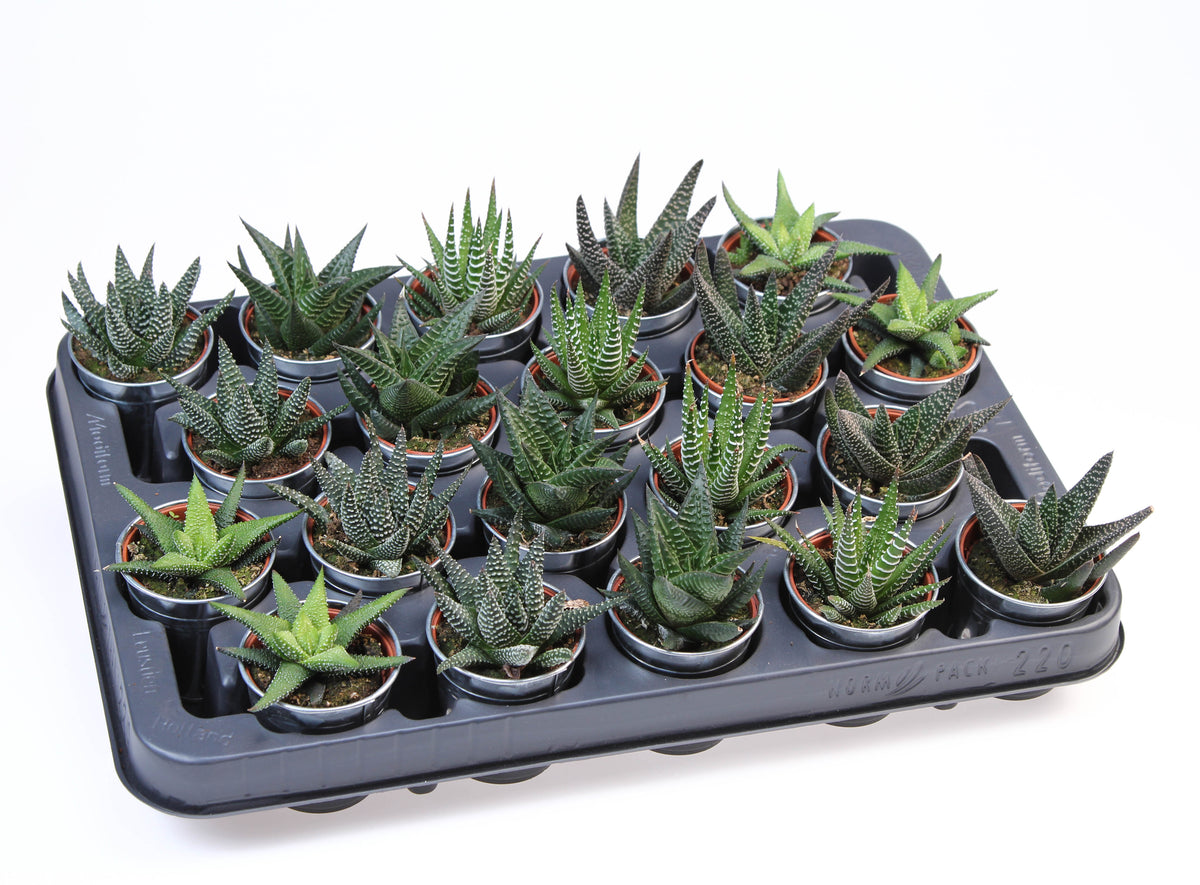 Haworthia mix 8cm 5.5cm Pot