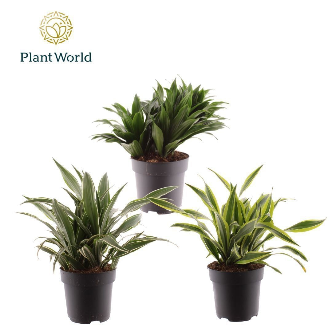 Dracaena mix 45cm 19cm Pot