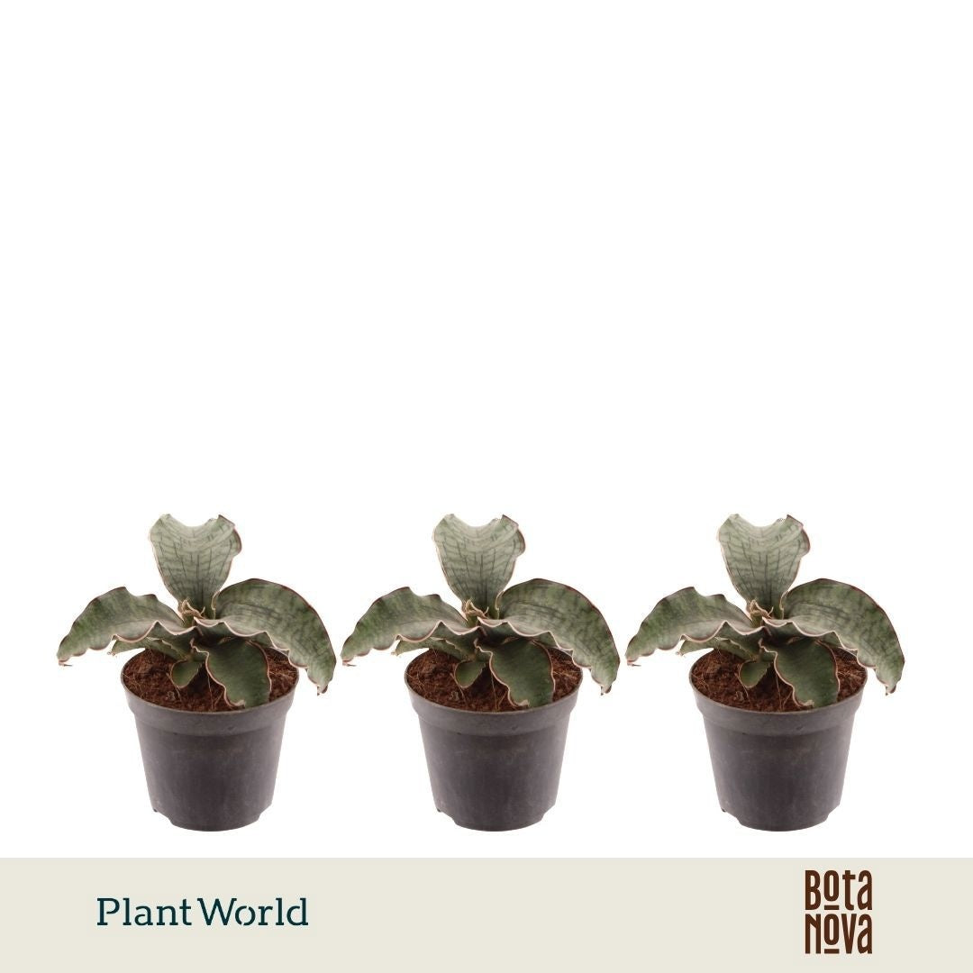 Sansevieria kirkii Silver Blue 20cm 8.5cm Pot