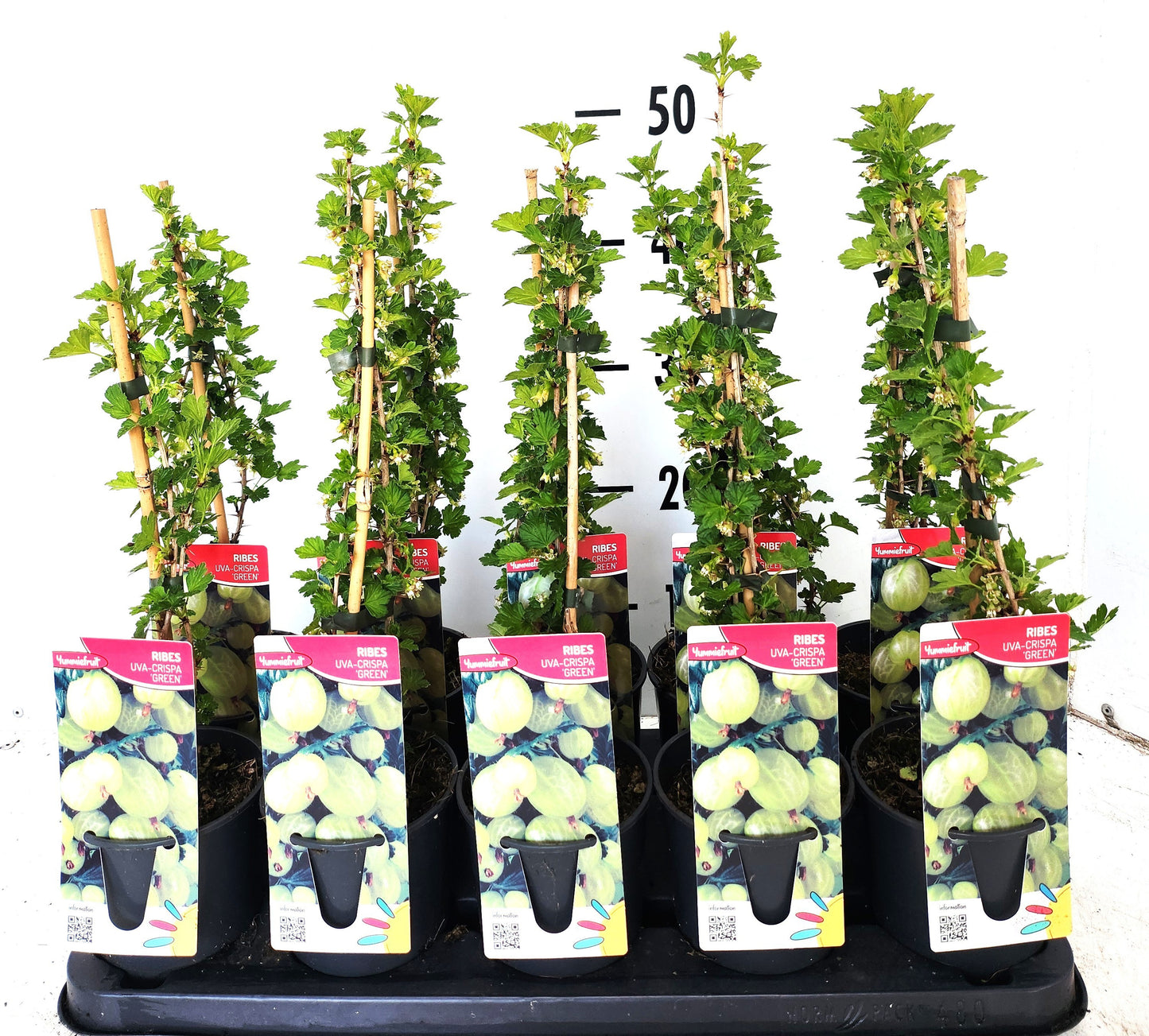 Ribes Hinnonmaki Green 50cm 12cm Pot