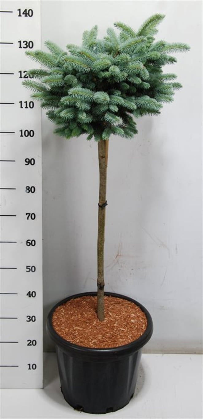 Picea pun. Glauca Globosa 140cm 38cm Pot