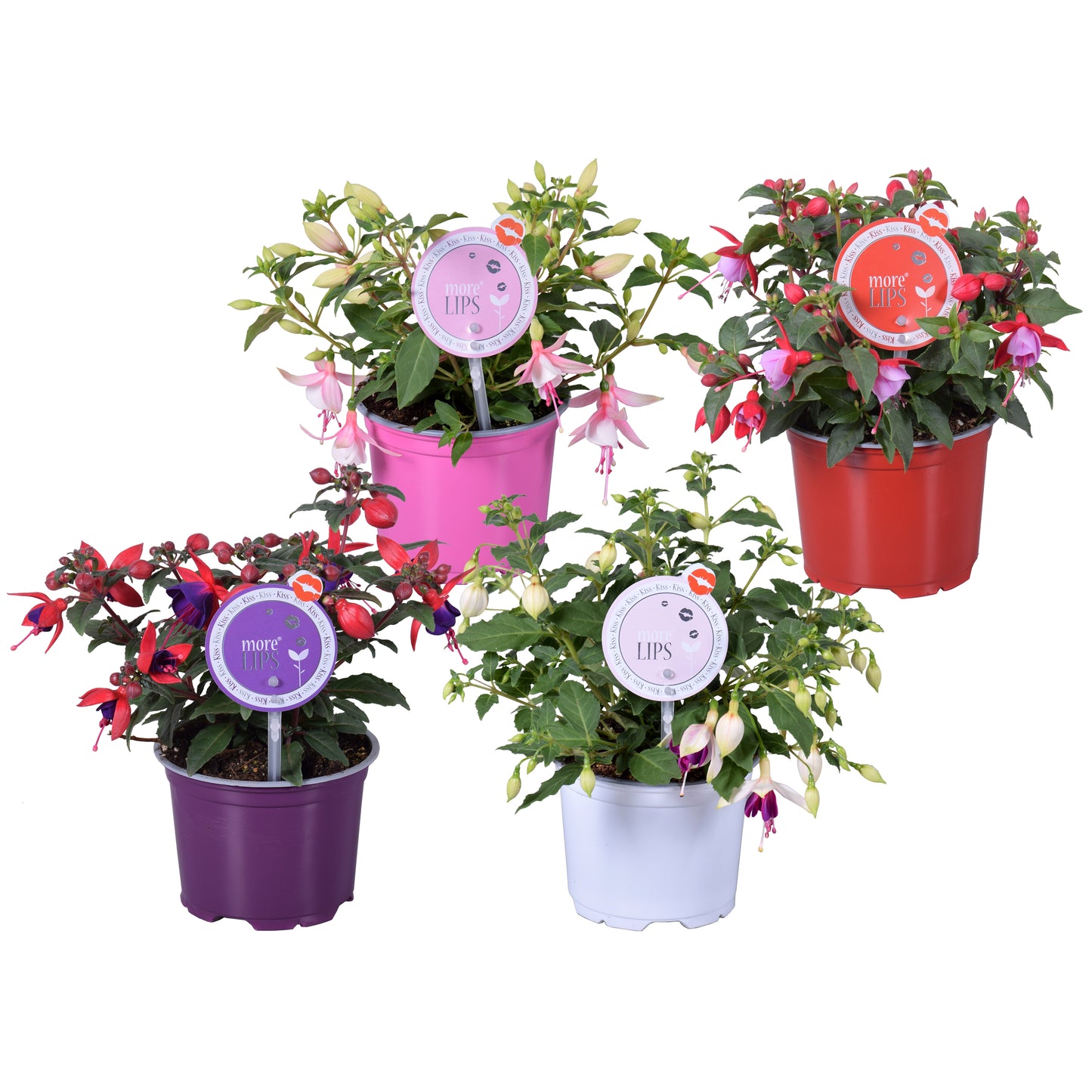 Fuchsia Bella mix 22cm 12cm Pot