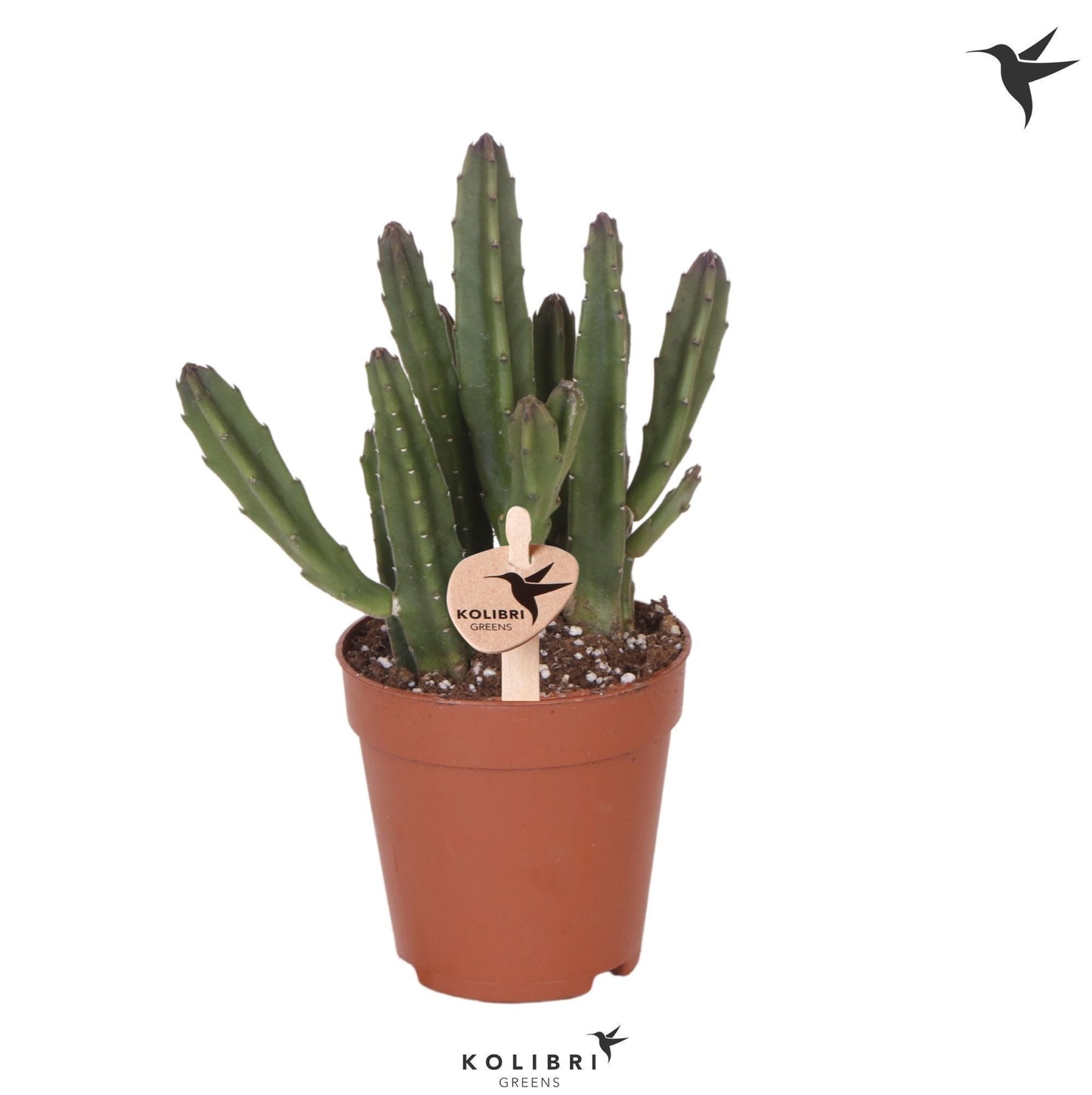 Stapelia leendertziae 22cm 9cm Pot