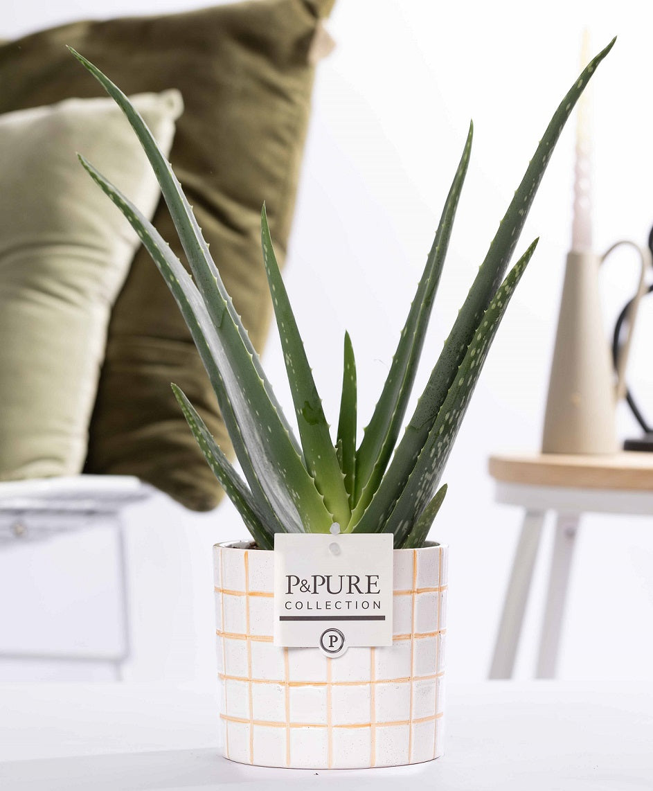 Aloe vera 40cm 12cm Pot