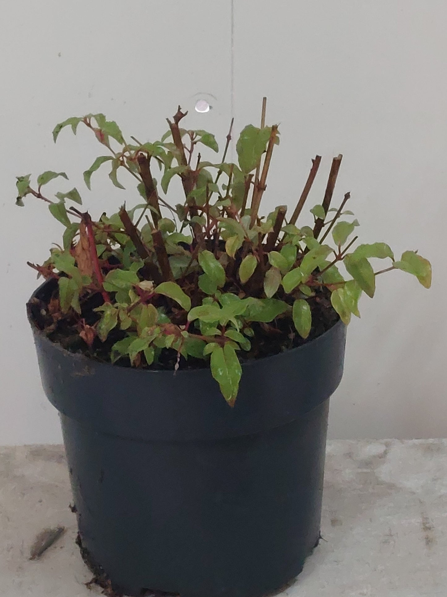 Fuchsia mag. Gracilis 30cm 17cm Pot
