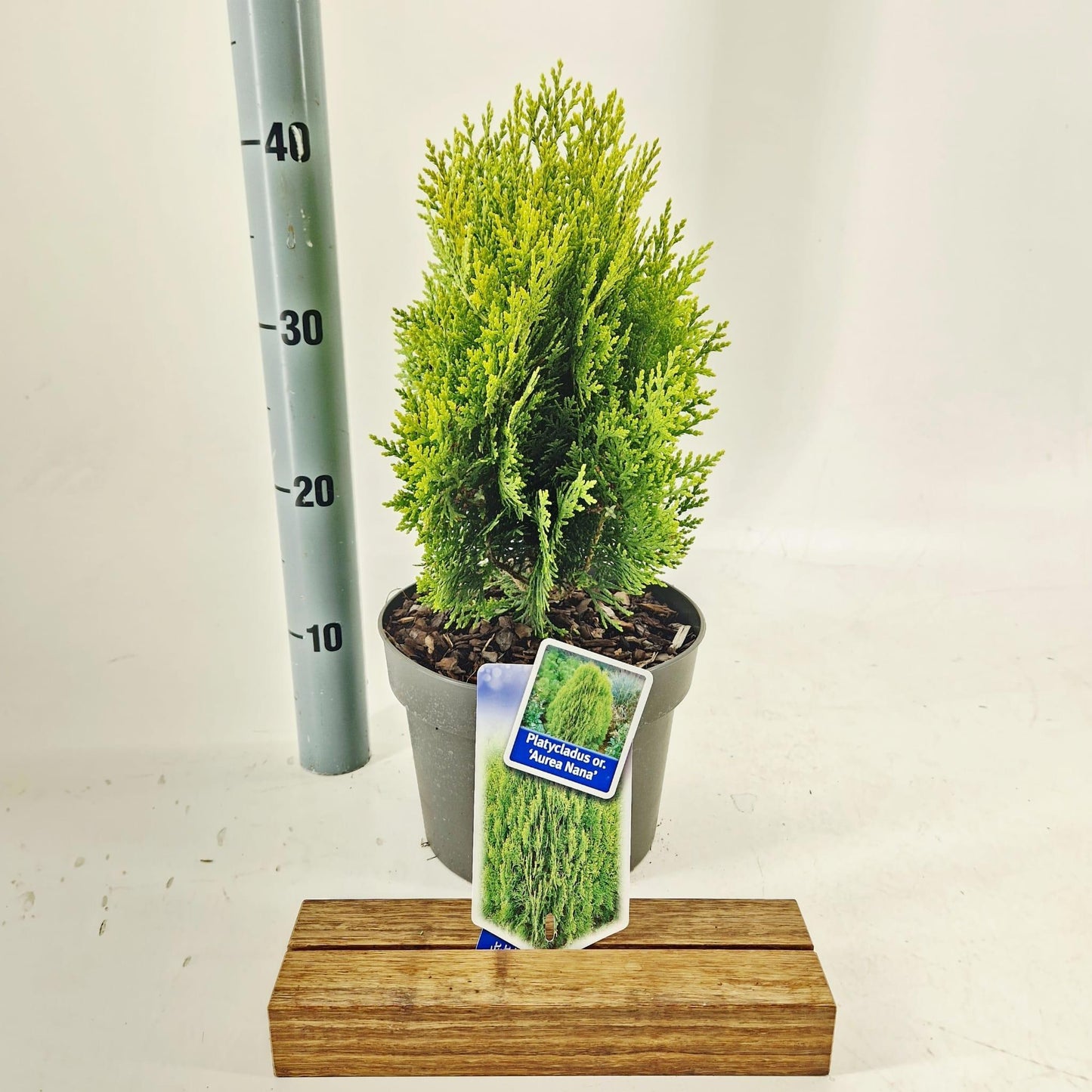 Thuja occidentalis 40cm 19cm Pot