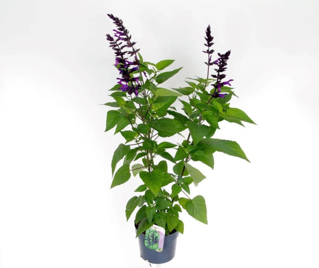 Salvia officinalis 80cm 17cm Pot