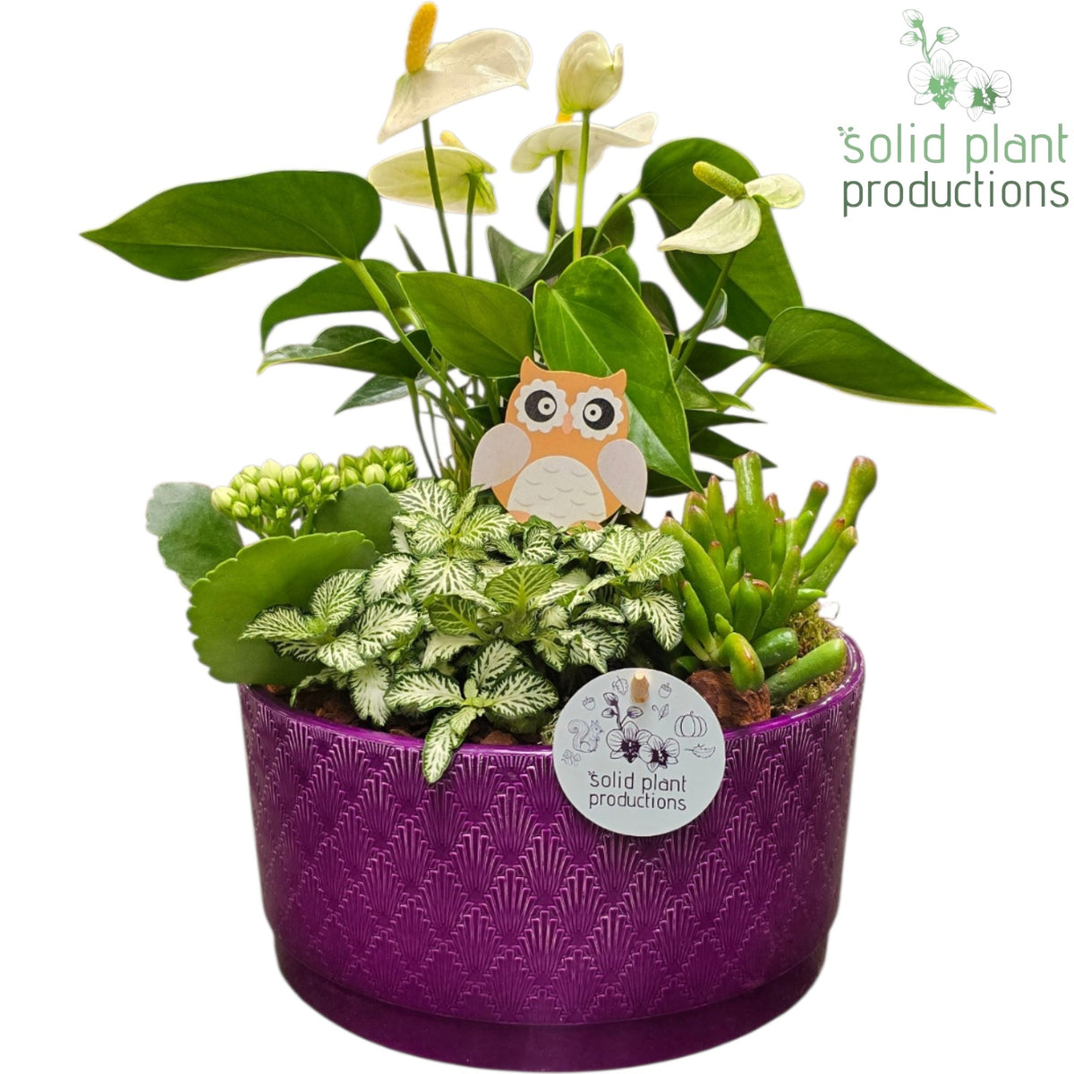 AT004 Stella Purple 42cm 22cm Pot