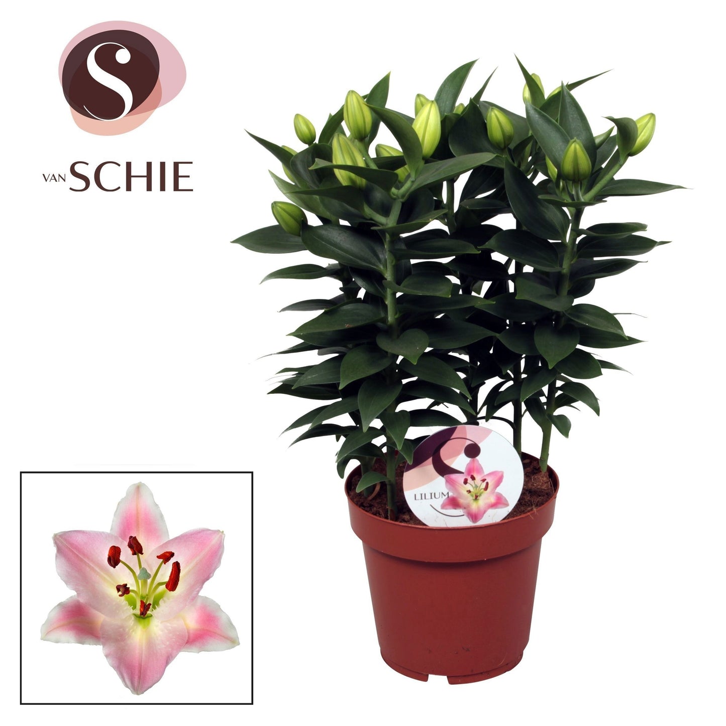 Lilium Souvenir 42cm 19cm Pot