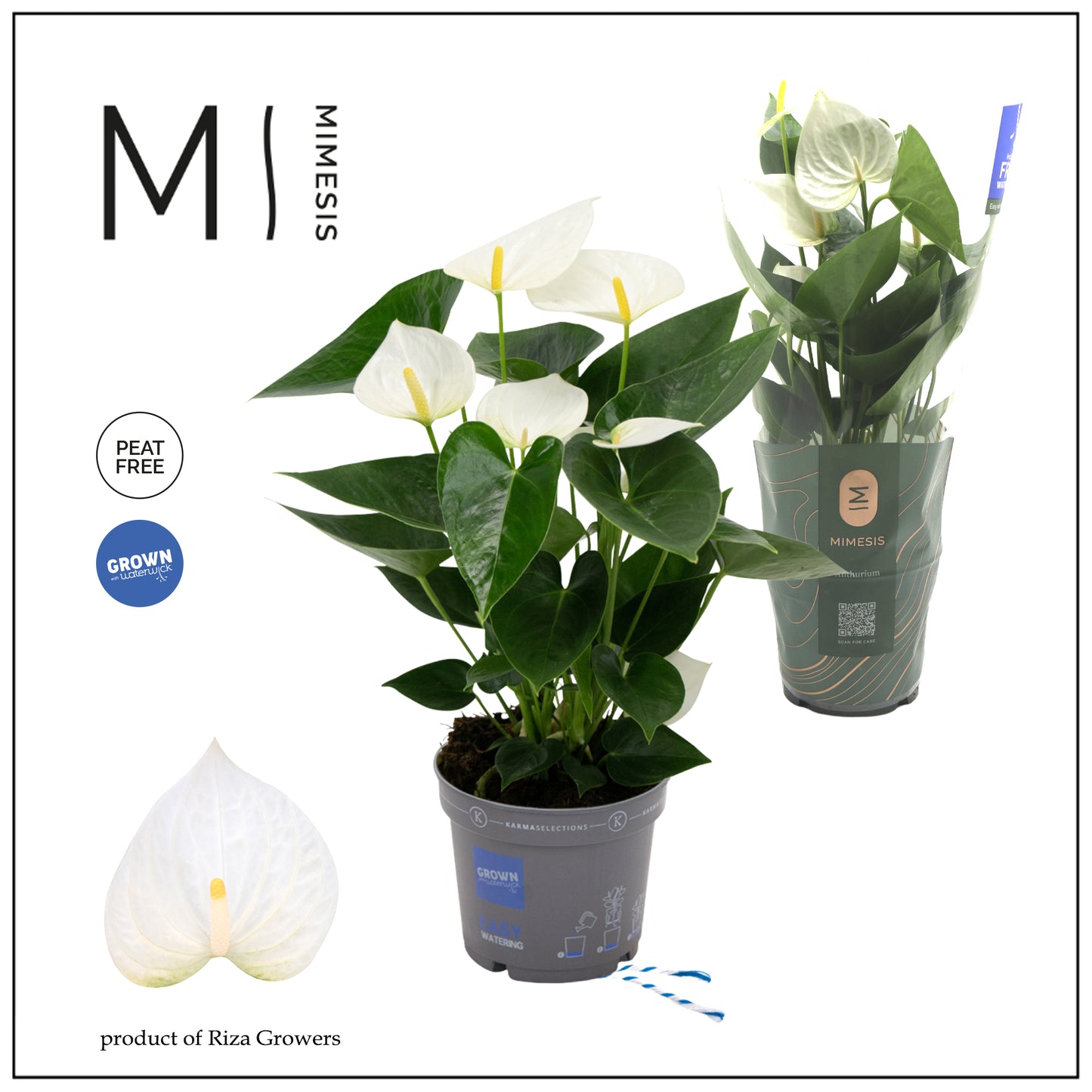 Riza Karma Plants Anthurium Karma White Pack of 10