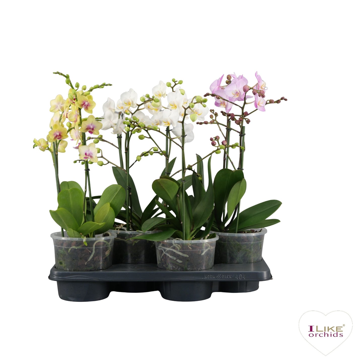 Levoplant BV Phalaenopsis mix Pack of 4