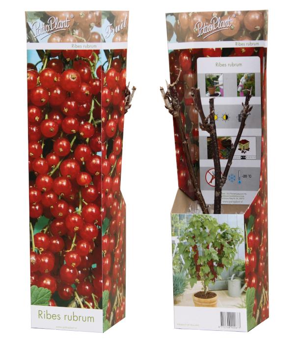 Valk BV Patioplant Ribes rubrum ("Redcurrant") Pack of 12