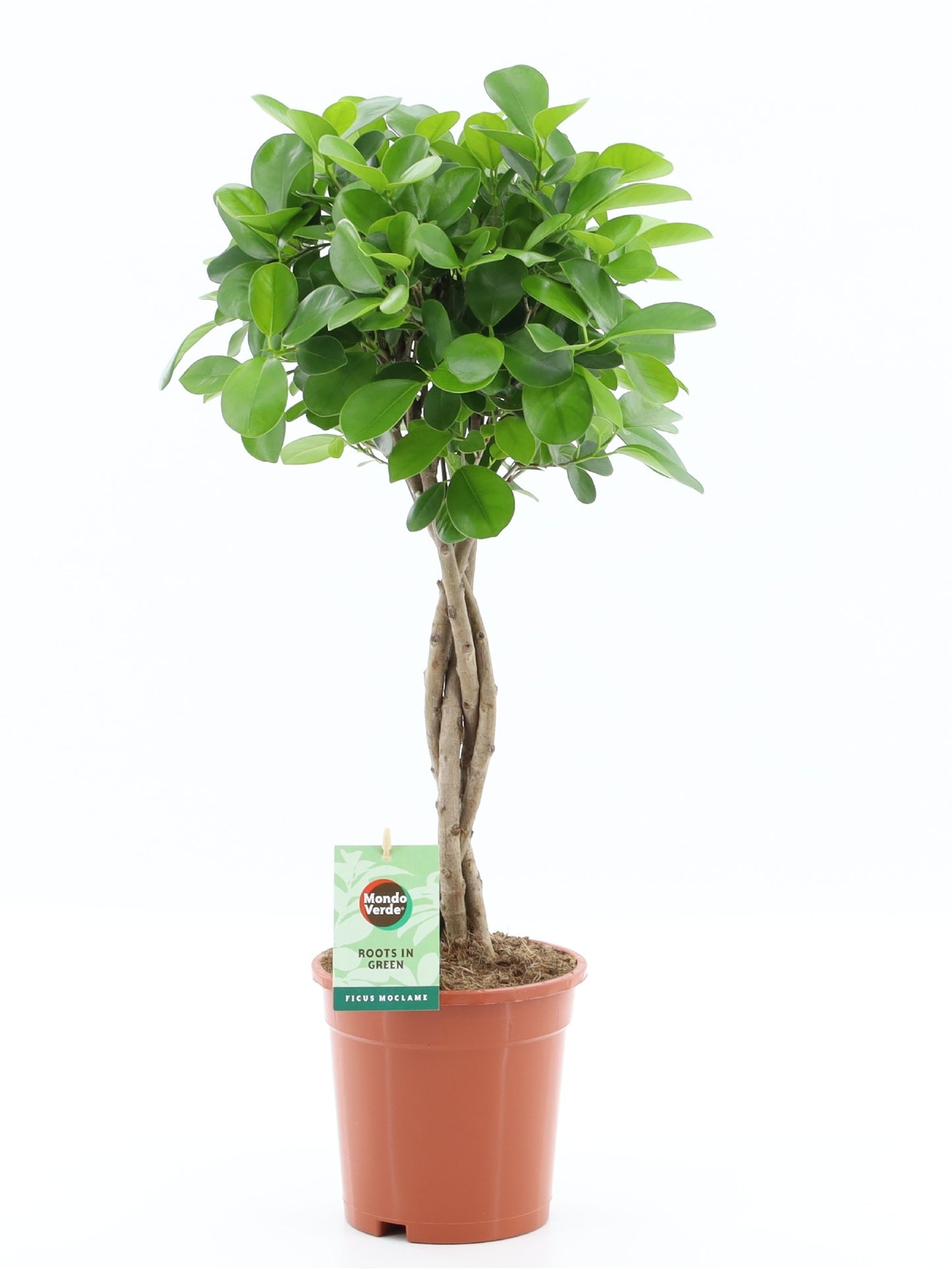 Ficus micr. Moclame 70cm 17cm Pot