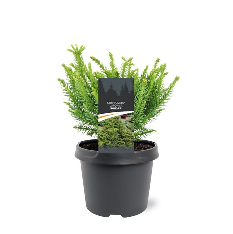 Bremmer Boomkwekerijen Cryptomeria Dinger Pack of 1