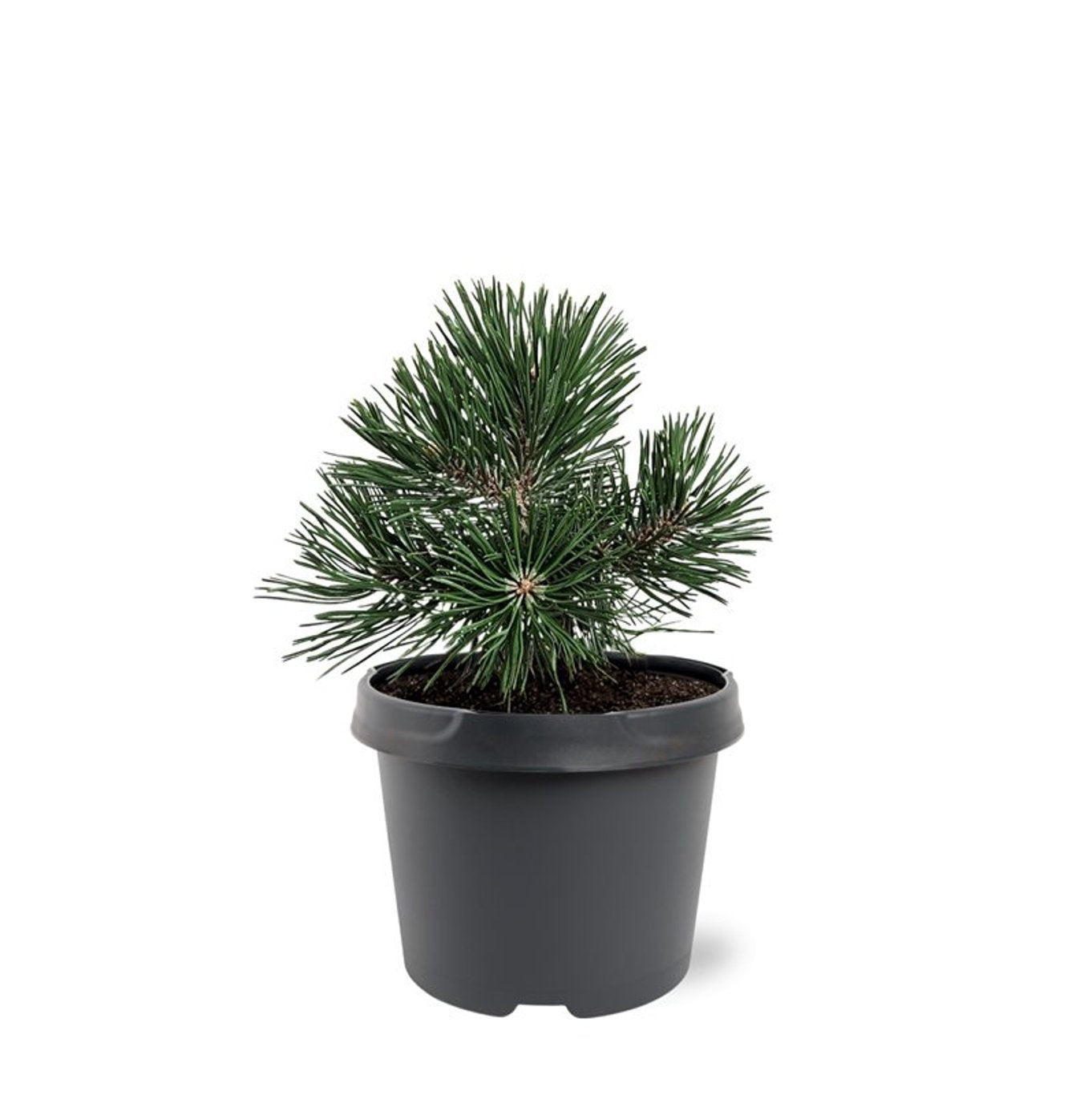 Pinus mugo 30cm 19cm Pot