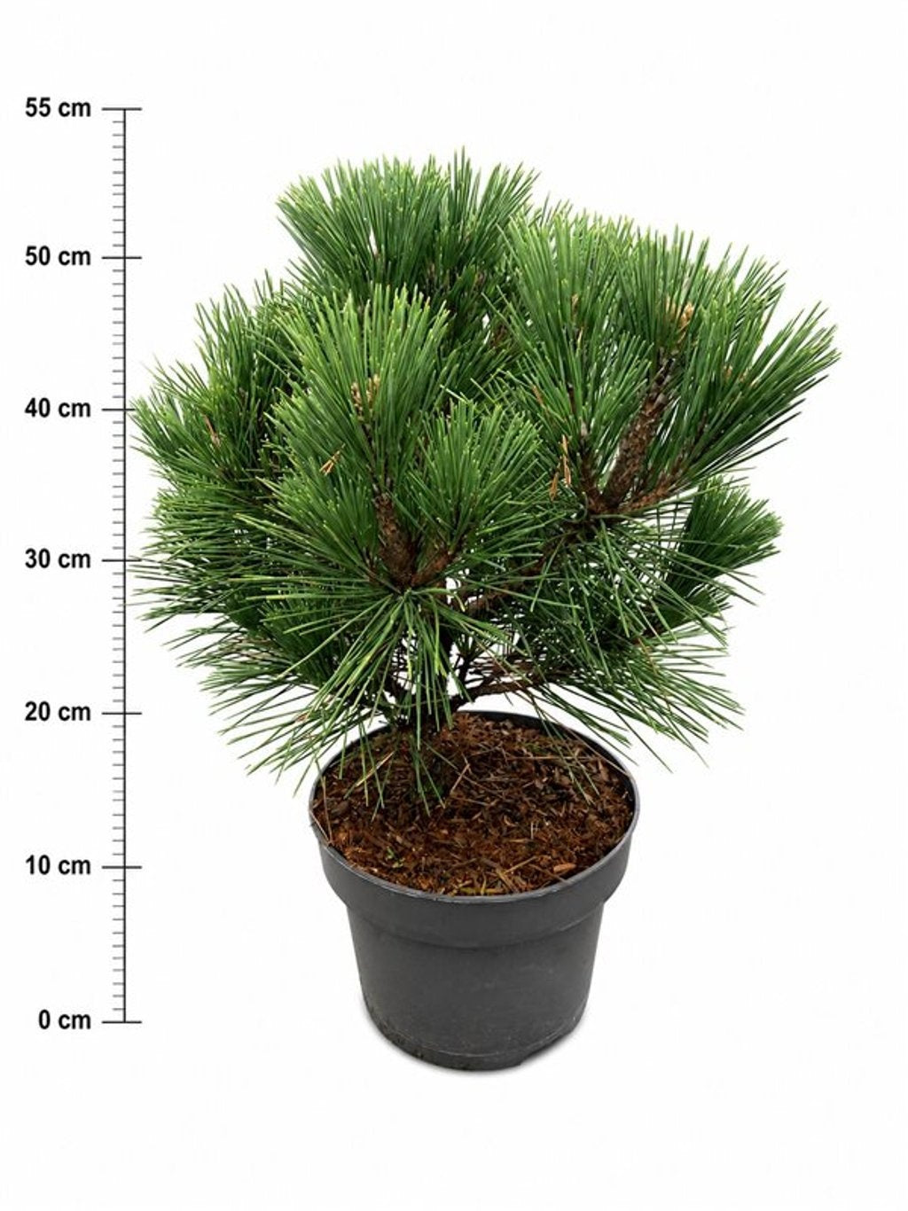 Pinus hybrid 50cm 23cm Pot