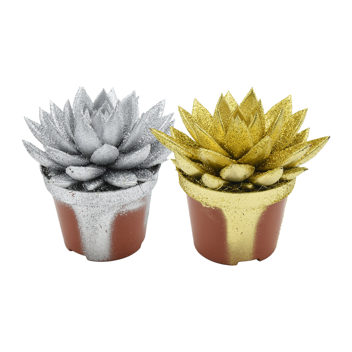 Echeveria colored gold 13cm 10.5cm Pot