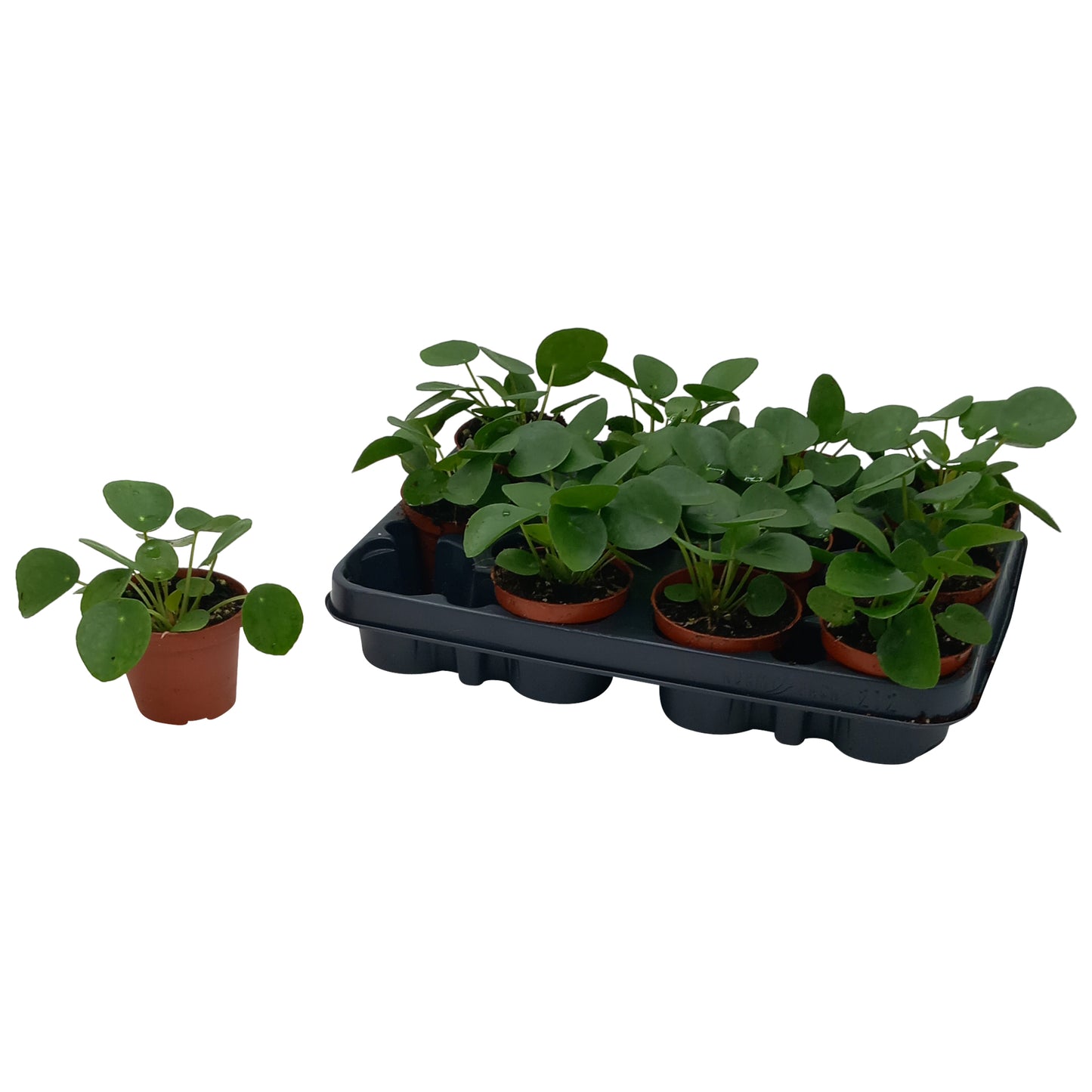 Pilea peperomioides 17cm Special Pot (508)