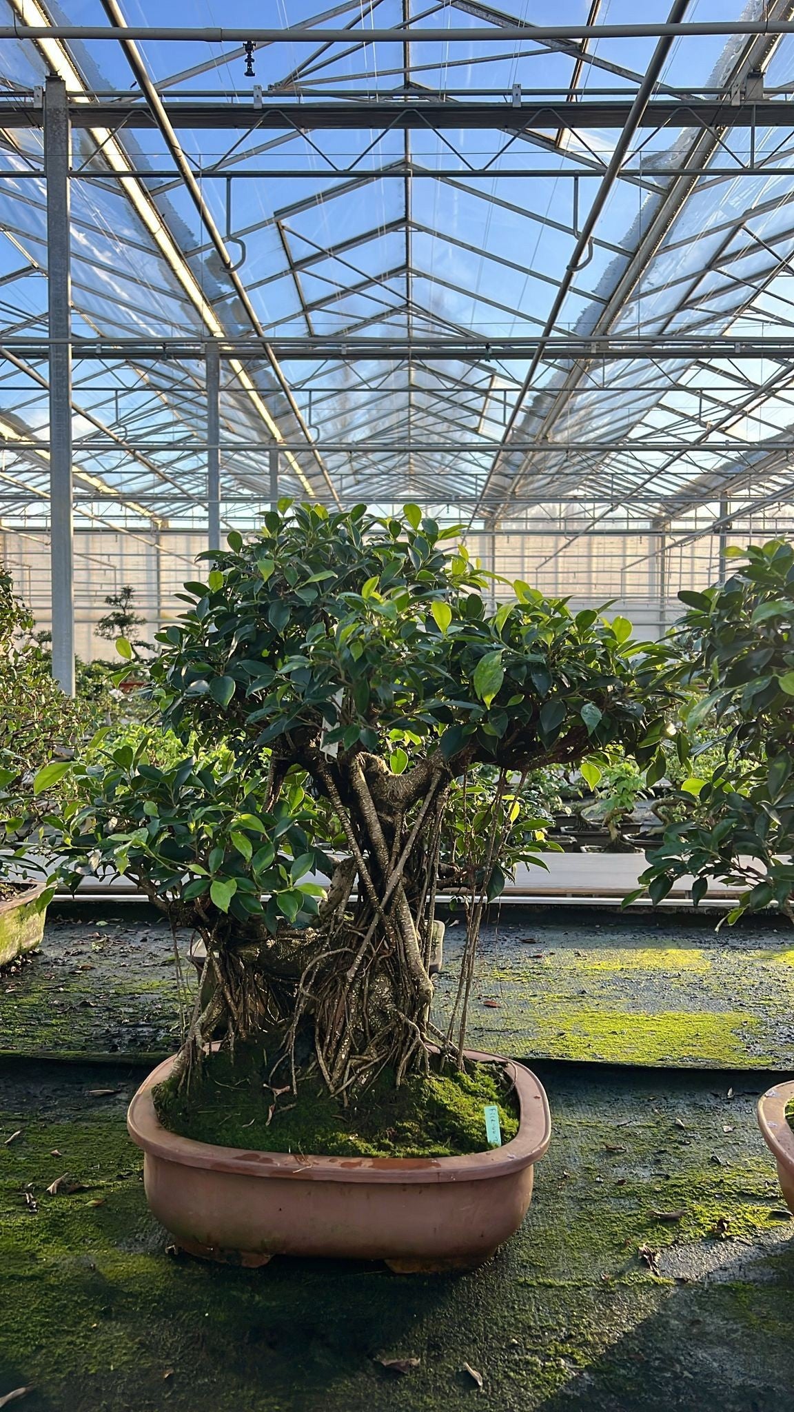 Bonsai Mix 80cm 44cm Pot